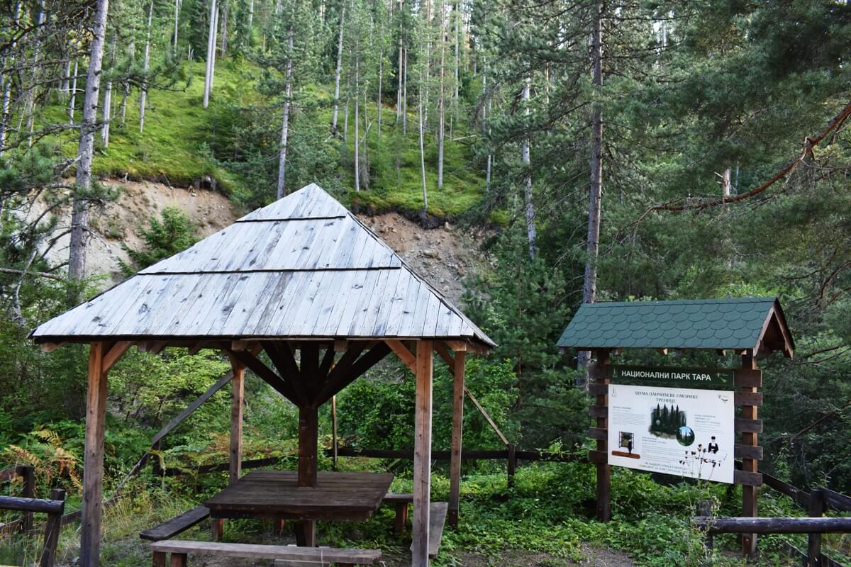 trenice pancićeva omorika